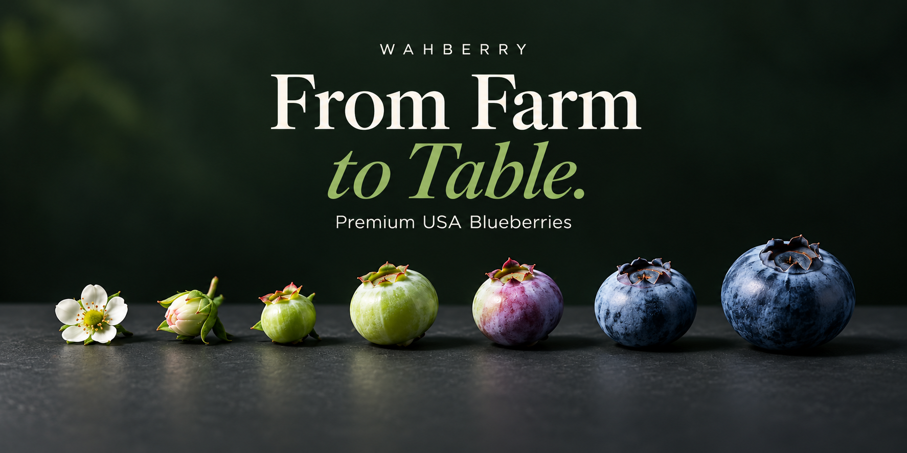 Wahberry From Farm to Table campaign showing seven blueberry growth stages from blossom to ripe fruit