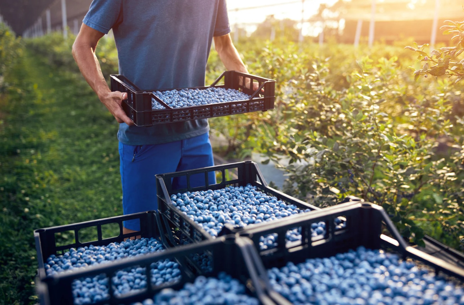 A blueberry farmer carrying a crate of freshly harvested blueberries